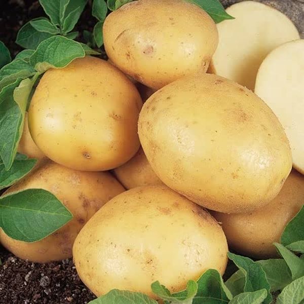 Maris Peer 2kg Second Early Potatoes